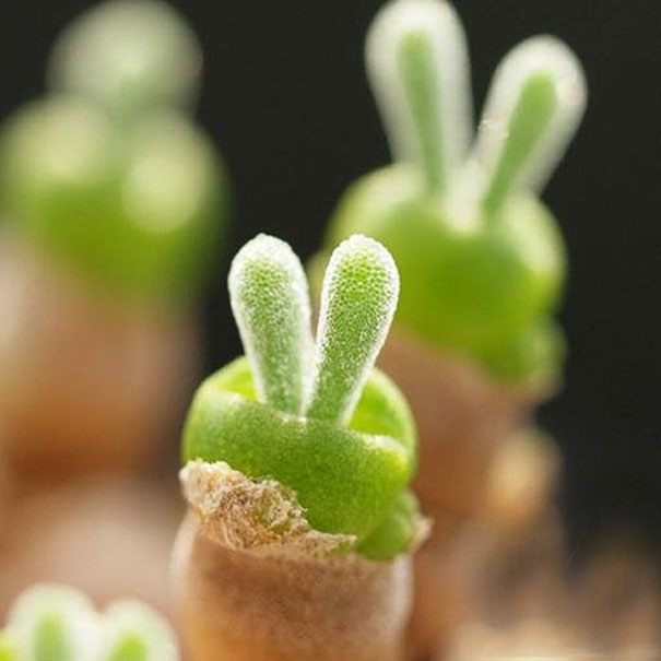 plantas-suculentas-orejas-conejo