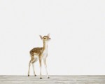 BabyDeer