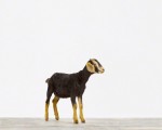 BabyGoat