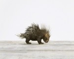 BabyPorcupine