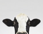 Cow_2