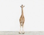 HorizontalGiraffe_3