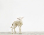 Lamb1