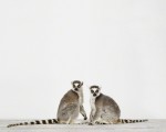 Lemurs